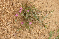 Hybanthus enneaspermus